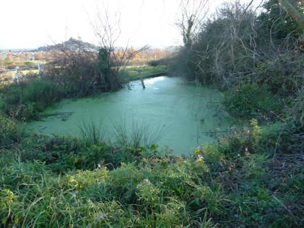 7 mn Sud MONTBRISON Propriété : maison avec garage et dépendances sur un hectare de terrain plat Saint-Romain-le-Puy (42610)