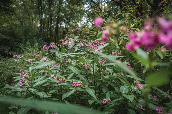 Terrain de loisirs, pêche, détente, Voie Verte