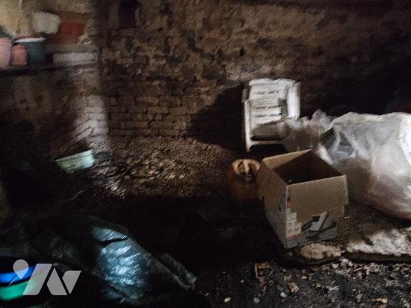 14569
A LE CLERJUS (88220) 24 Les Quennechelles