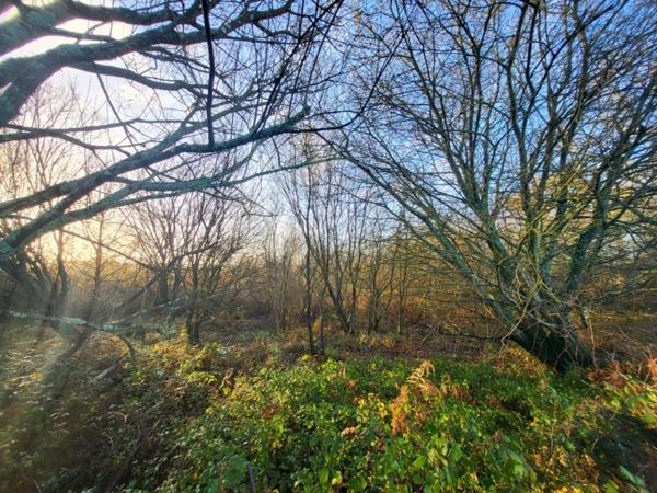 Terrain à vendre TELGRUC SUR MER (29)