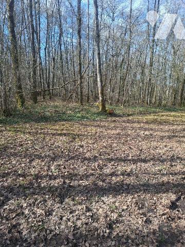 Terrains de loisirs, bois et étangs à vendre à Humbligny (18250) en Cher (18)

À Humbligny, c...