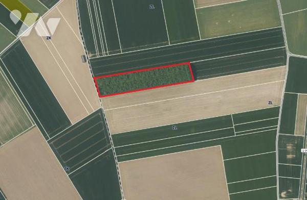 Vends parcelle boisée , plantée en 2005.