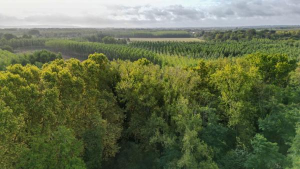 Vente Château Toulouse 24 Pièces 1150 m²