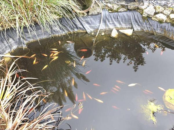 ECHAUFFOUR 61370 maison 6 chambres sur sous-sol complet, terrain 2.805 m²