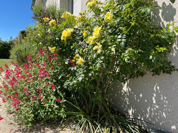 Maison à vendre 8 pièces (37) 6 chambres, double garage 1900m² terrain clos arboré Parfait état