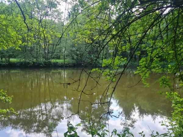 Fôret avec étang à Craon