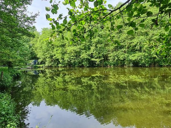 Fôret avec étang à Craon