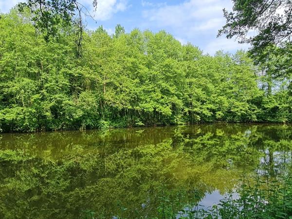 Fôret avec étang à Craon