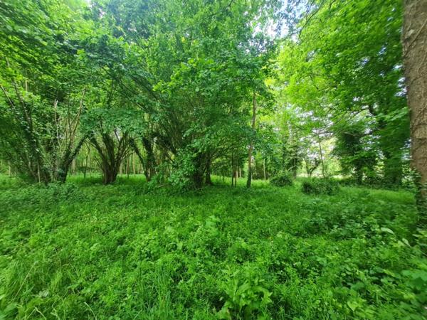 Fôret avec étang à Craon