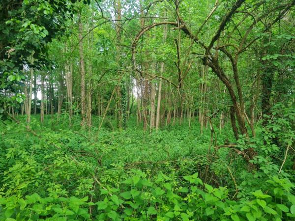 Fôret avec étang à Craon