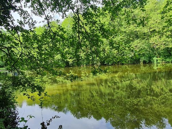 Fôret avec étang à Craon