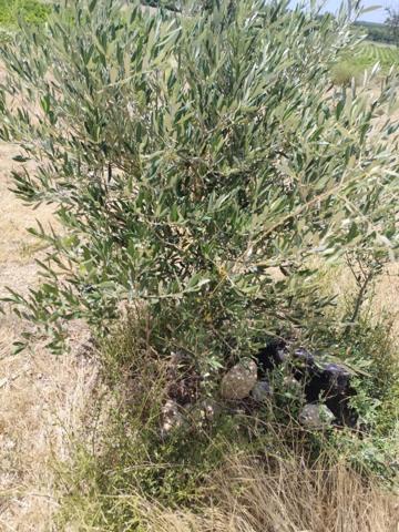 Terrain agricole, avec eau, 4800€
