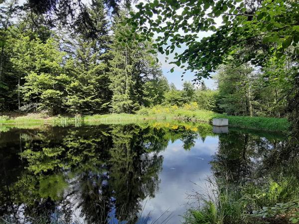 Etang  9268 m2 plateau des mille étangs