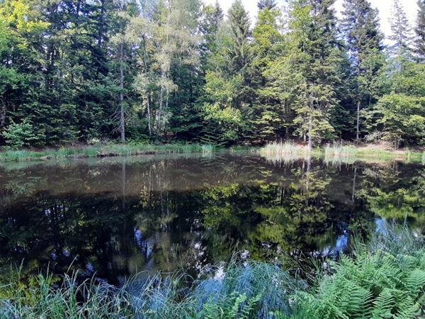 Etang  9268 m2 plateau des mille étangs