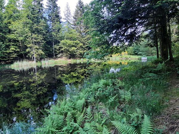 Etang  9268 m2 plateau des mille étangs