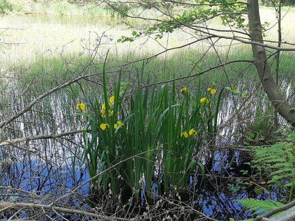 Etang  9268 m2 plateau des mille étangs