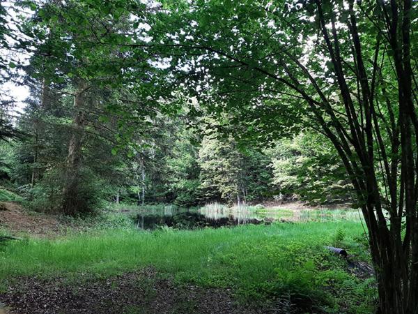 Etang  9268 m2 plateau des mille étangs