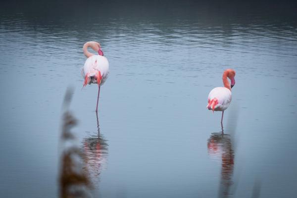 GARD(30) À VENDRE Fonds de Commerce de Promenade à Cheval à proximité de la mer en petite Camargue 10 000 m 2.