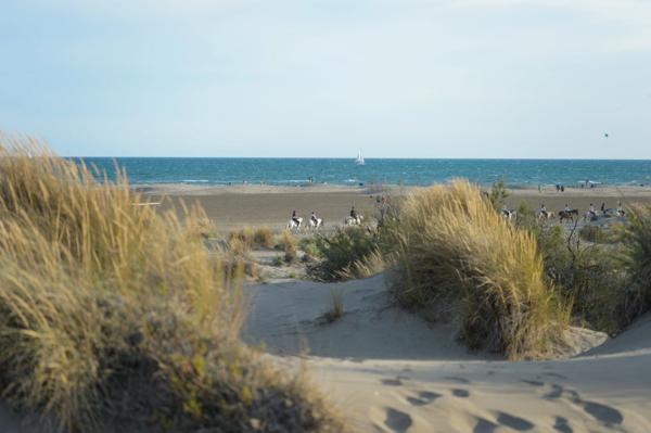 GARD(30) À VENDRE Fonds de Commerce de Promenade à Cheval à proximité de la mer en petite Camargue 10 000 m 2.