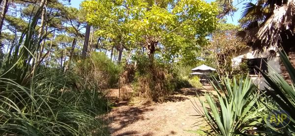 Vente maison Lege Cap Ferret : 997 000 € - AJP Immobilier Lège-Cap-Ferret