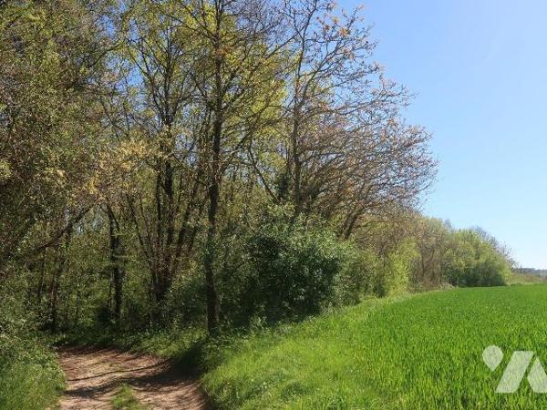 Parcelle de terrain boisé à proximité de la Vienne  - superficie : 6.770m2
NI EAU - NI ELECTRI...