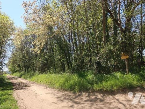 Parcelle de terrain boisé à proximité de la Vienne  - superficie : 6.770m2
NI EAU - NI ELECTRI...
