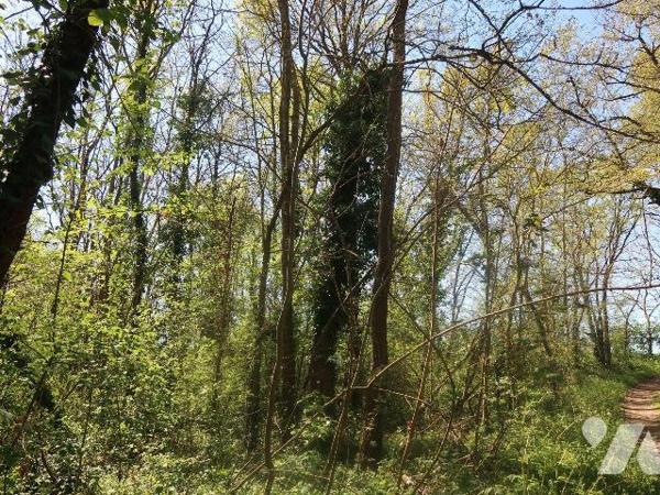 Parcelle de terrain boisé à proximité de la Vienne  - superficie : 6.770m2
NI EAU - NI ELECTRI...