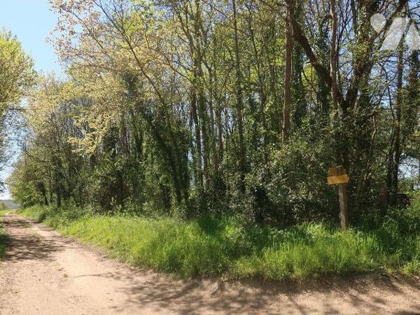 Parcelle de terrain boisé à proximité de la Vienne  - superficie : 6.770m2
NI EAU - NI ELECTRI...