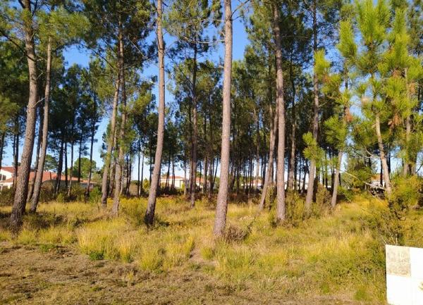 Terrain à vendre    4 013 m2 Biscarrosse