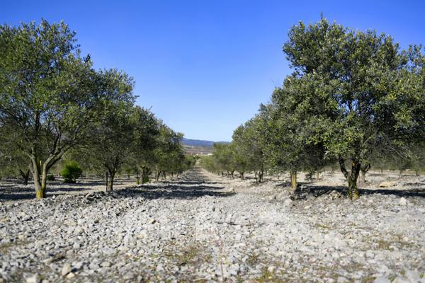 Maison de plain-pied avec piscine