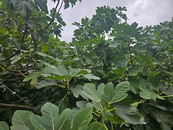 Maison plein pied  situé à Tremblay En France quartier cottages