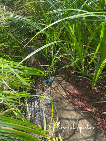 Montredon-Labessonnié (81360) Ferme authentique de 51 hectares au cœur de la nature (Tarn 81)