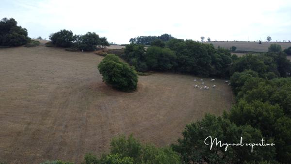 Montredon-Labessonnié (81360) Ferme authentique de 51 hectares au cœur de la nature (Tarn 81)