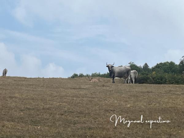 Montredon-Labessonnié (81360) Ferme authentique de 51 hectares au cœur de la nature (Tarn 81)
