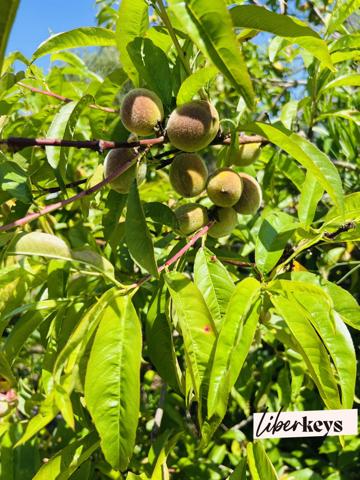 Terrain 421 m² - le calme en ville - à Sainte-Luce-sur-Loire