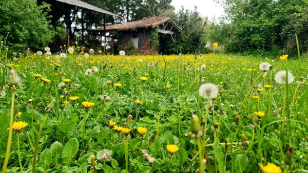 À vendre : Propriété à restaurer, à 10 mn d'Auvillar, d'environ 240 m2 habitables, sur terrain de 7400 m2  (82)