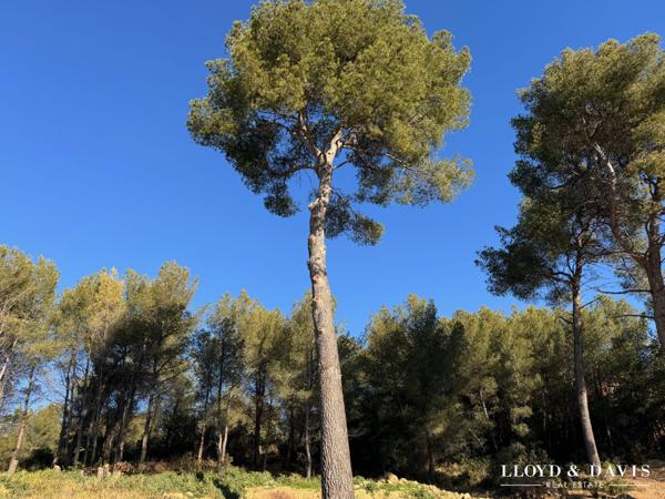 Villa contemporaine Style californiene