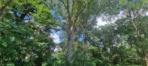 Grand terrain boisée constructible à Saint Hilaire De Riez 2863 m2