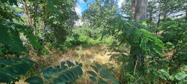 Grand terrain boisée constructible à Saint Hilaire De Riez 2863 m2