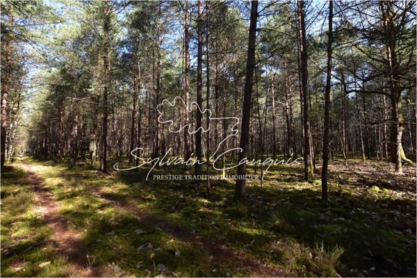 Propriété de Chasse ou d'Agrément de 60 hectares en Sologne