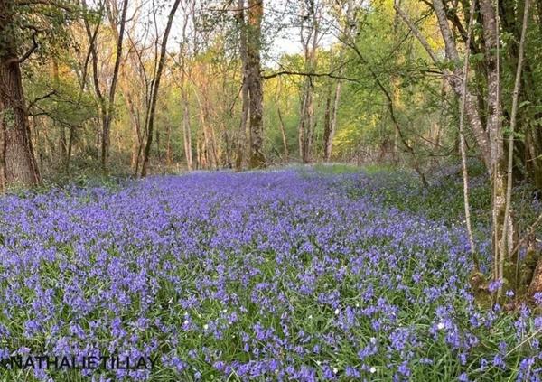 Plateau de Sologne, propriété d'agrément a vendre : Parc de 33 ha, piscine, tennis, biotope Solognot: bois, foret , prairies , étangs , petite chasse et peche. Proche Orleans,