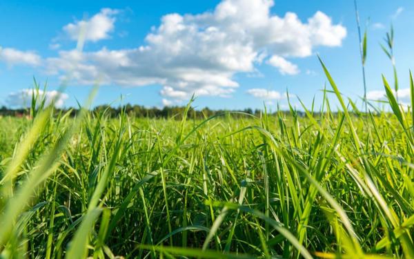 Terrain à vendre    Le Thou