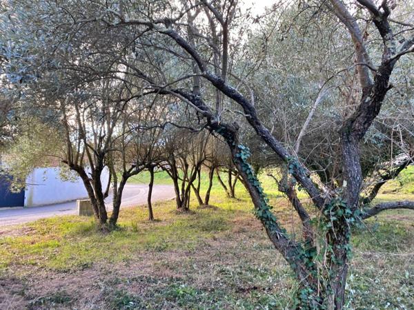 Terrain à vendre - viabilisé - 401 m2 - Castries (34)