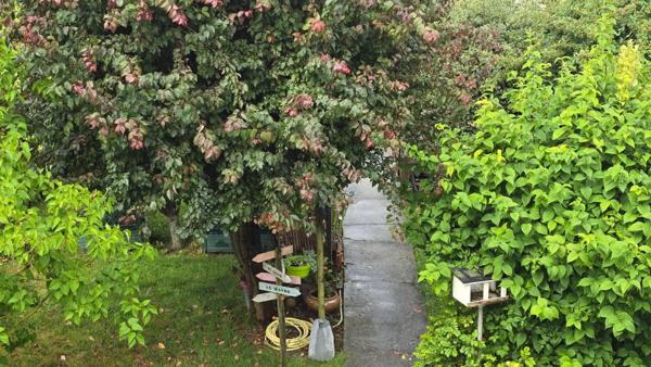 Maison à vendre 6/7 pièces HIREL (35) jardin et dependances