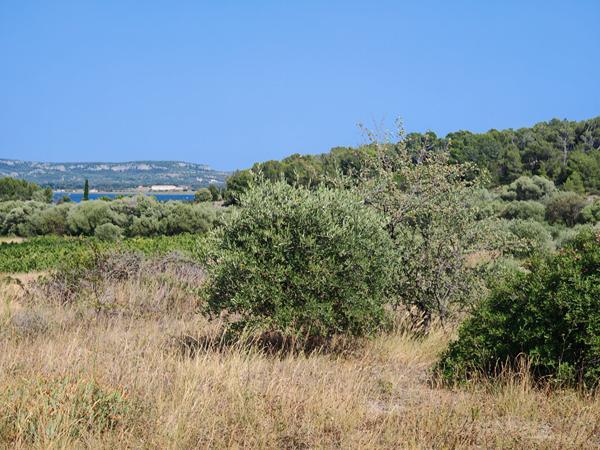 Terrain 12300 m2