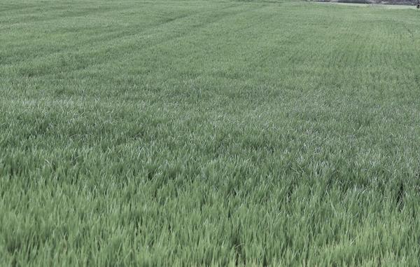 A vendre terrain agricole de 25 445,00 m² - DANGE SAINT ROMAIN (86)