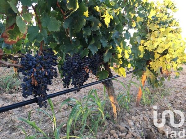 Terrain à vendre 29 000 m² Canet