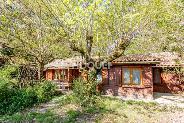 Rareté absolue au bord du lac sud de Biscarrosse