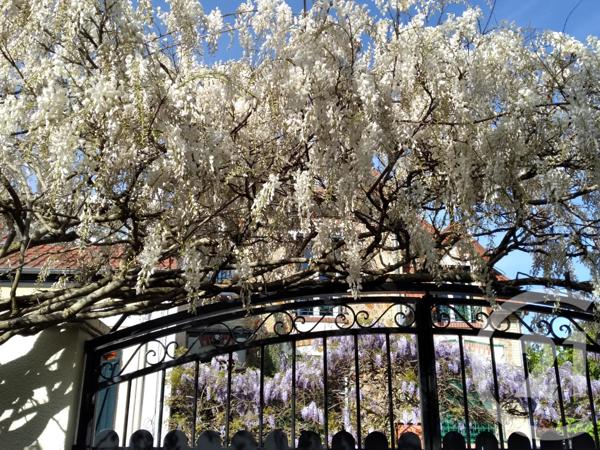 Maison à vendre  5 pièces - 98,39 m2 CHATOU - 78