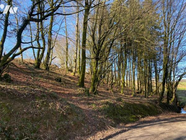 CHAULIEU UNE PARCELLE DE BOIS-TAILLIS 